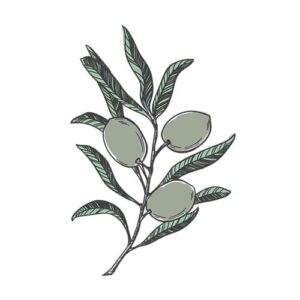 ingrediente naturale oliva