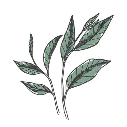 The Verde