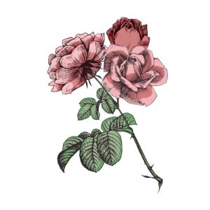 rosa